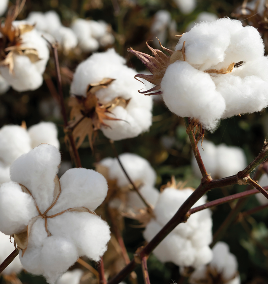 cotton plant